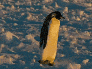 Penguin Falling