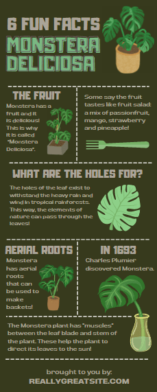 fun facts monstera deliciosa infographic
